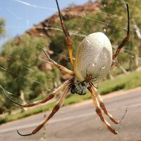 Giant Female Golden orb with smaller male 