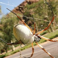 Golden Orb and the male hanging onto her back