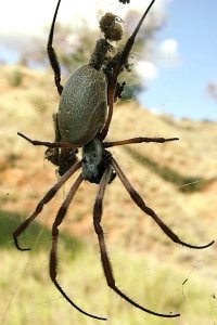 Orb found near road sign not far from Standley Chasm