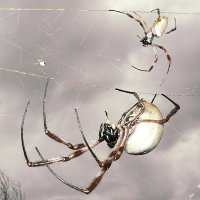 Mother and daughter living in the same web.  Cloudy day.