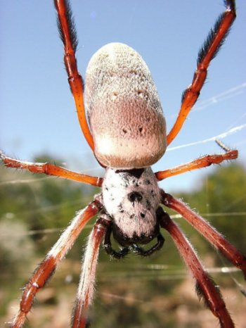 This Golden Orb was found east of Alice Springs, on Bond Springs Station.  Several males were clamoring around her.