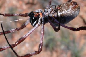Female Golden Orb underside, with male doing the "bump and grind"?