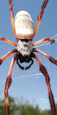 Same pose as feature, maybe some small detail differences