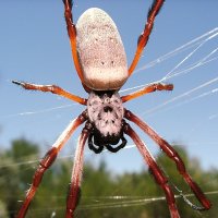 Same pose as feature pic, but different pic