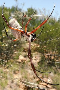 Orb on its side, male is climbing in for a ride
