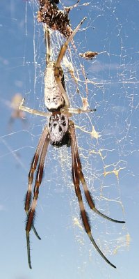 This small golden orb, 2 cm tall, is probably just a youngster.