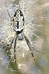 This tiny orb, 1 cm tall, was found in a fir tree.