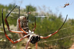 Underside of golden orb, with 2 males vying for her attention.